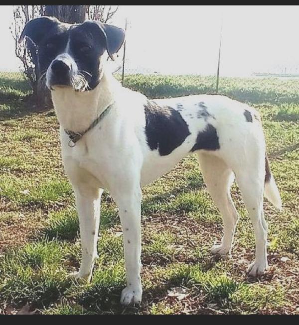 Polka 6anni salvata 3anni fa da 1lager MILANO Foto 3